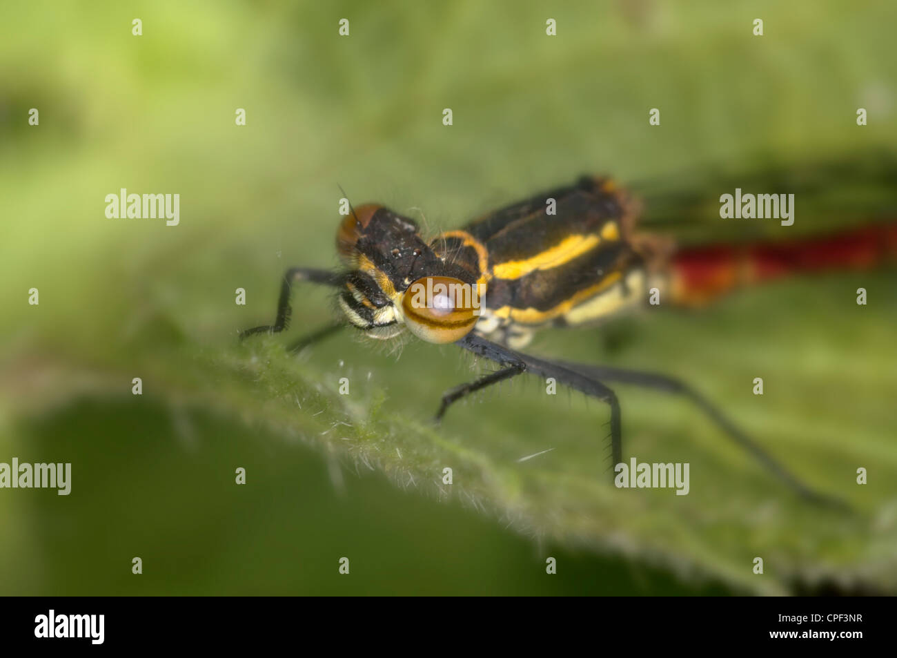 Red Damselfly Stockfoto