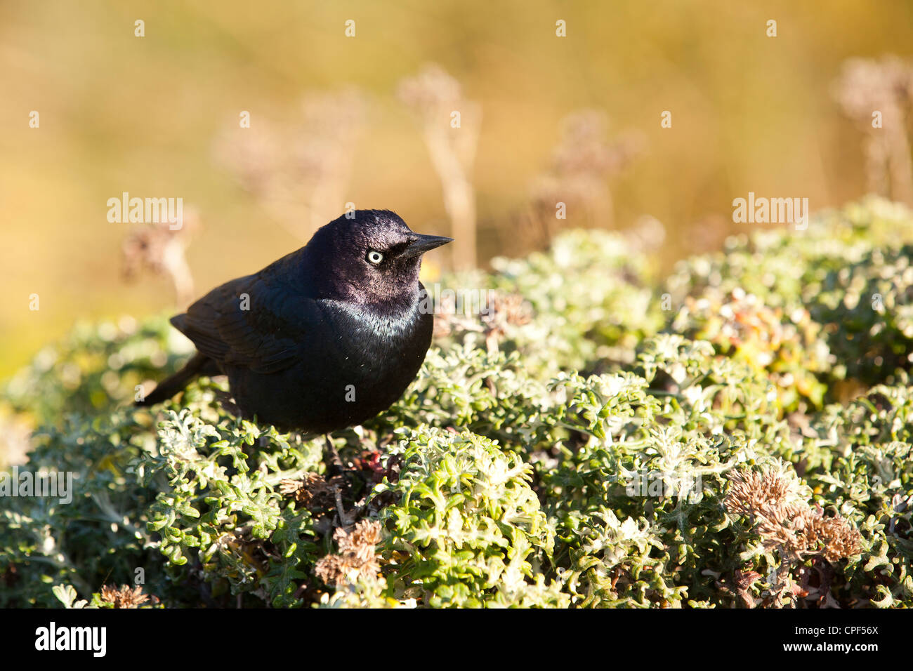 Brauer-Blackbird Stockfoto