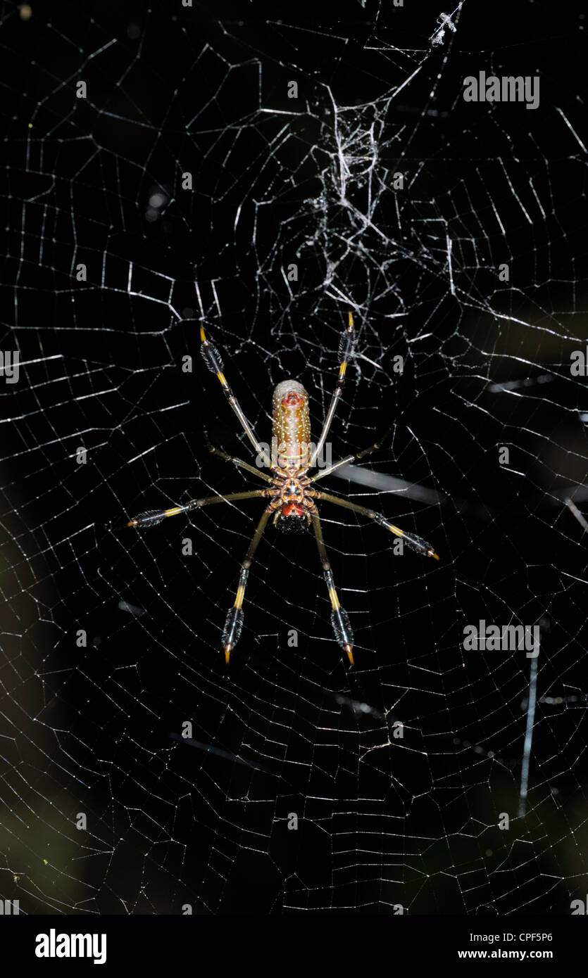 Golden Orb-Weaver weiblich Stockfoto