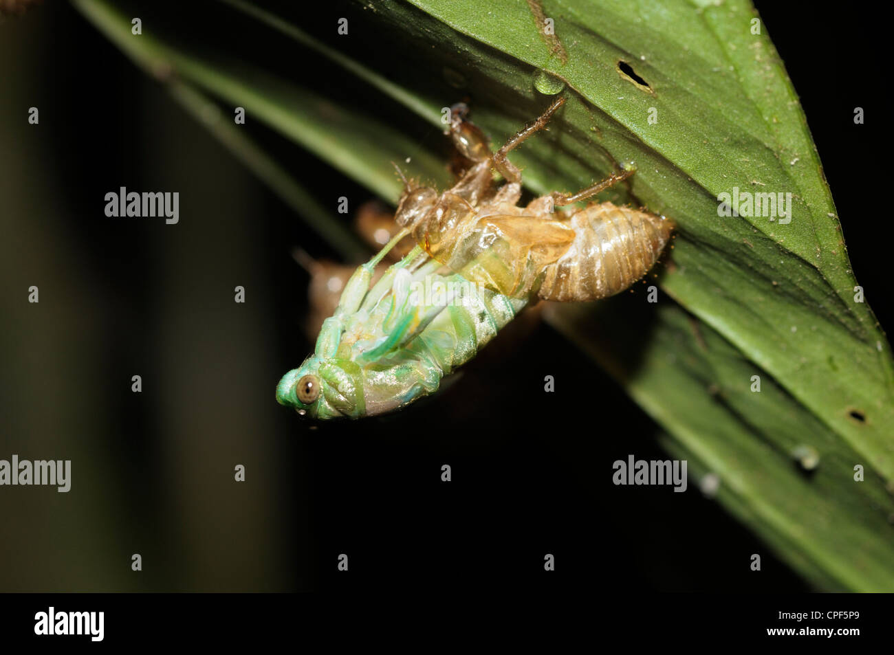 Eine Zikade entsprang frisch seiner Exoskelett im Tiefland-Regenwald in der Nähe von Chilamate Costa Rica Stockfoto