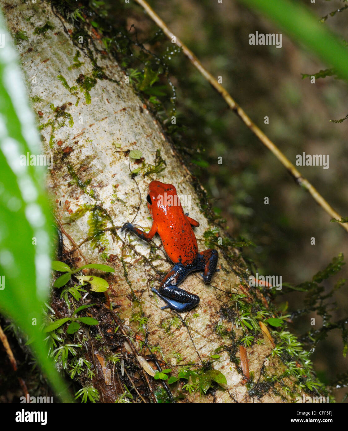 Strawberry poison Frog, Dendrobates Pumilio, tropischen Tieflandregenwald, Chilamate, Costa Rica Stockfoto