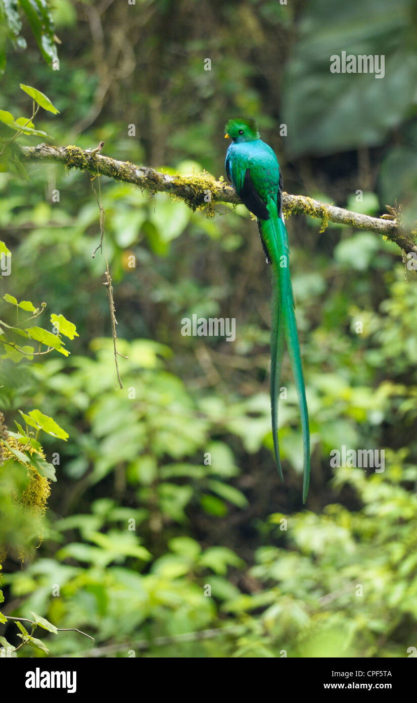 Männliche glänzend Quetzal, Savegre Valley, Los Quetzales Nationalpark, Costa Rica Stockfoto