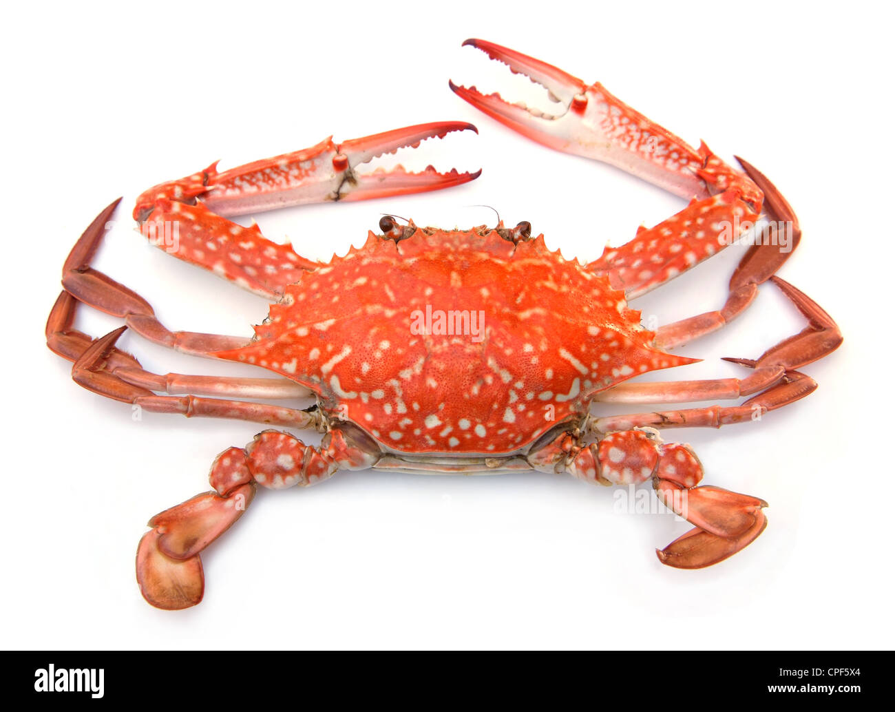 Rote Krabbe isolierten auf weißen Hintergrund Stockfoto