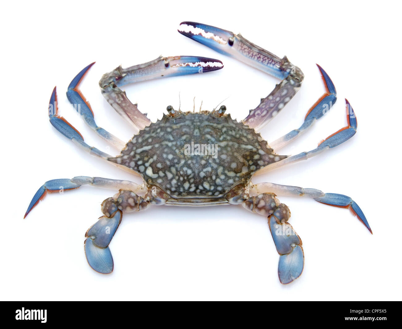 Blaue Krabbe isoliert auf weißem Hintergrund Stockfoto