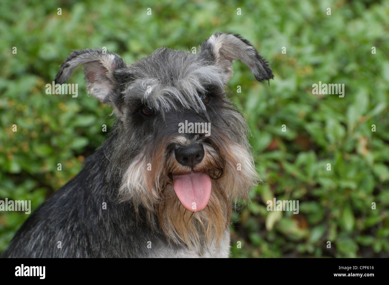 Zwergschnauzer-Kopfschuss Stockfoto