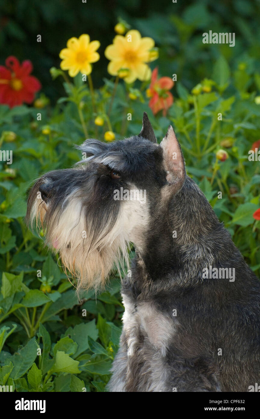 Zwergschnauzer-Kopfschuss Stockfoto