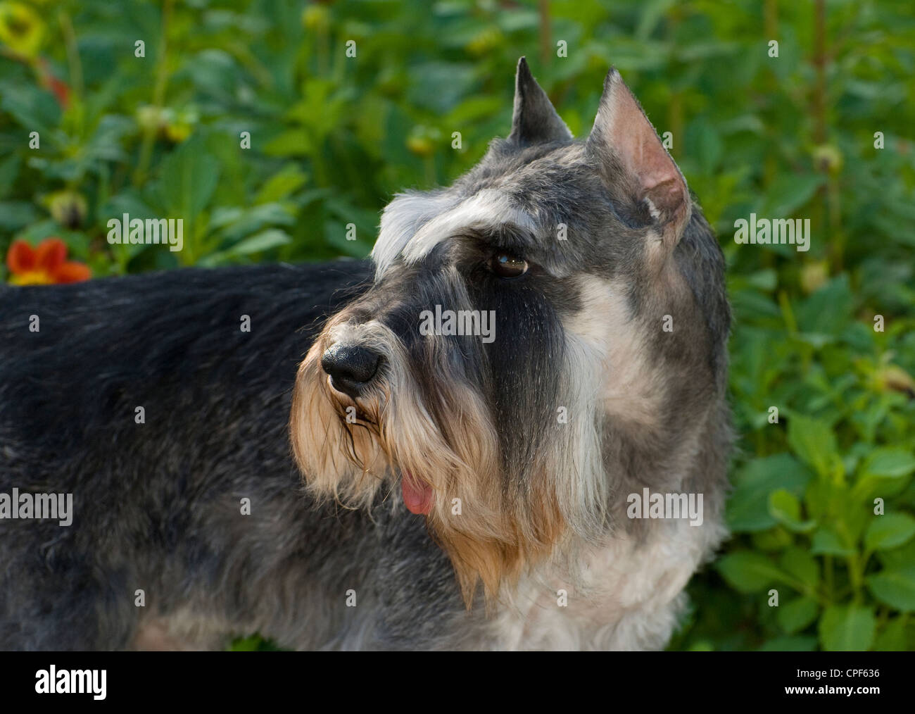 Zwergschnauzer-Kopfschuss Stockfoto