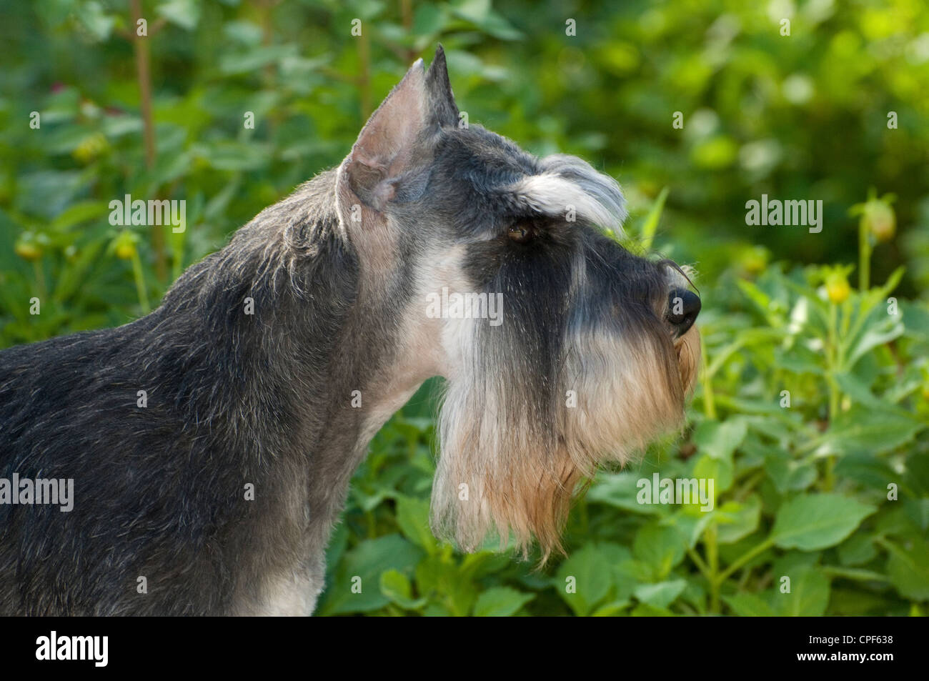 Zwergschnauzer-Kopfschuss Stockfoto