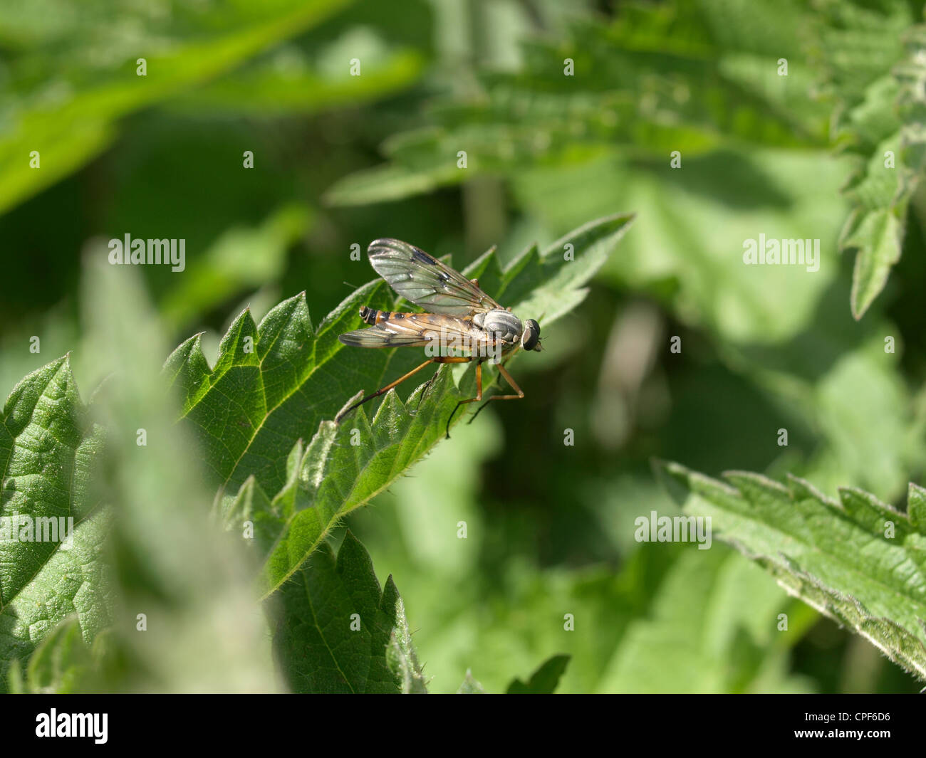 Downlooker Snipefly auf Blatt / Rhagio Scolopaceus / Gemeine Schnepfenfliege Auf Blatt Stockfoto
