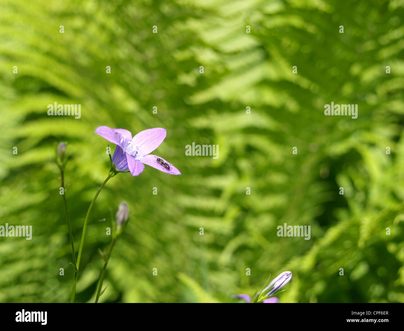 Verbreitung der Glockenblume und Strauß Farn / Campanula Patula, Matteuccia Struthiopteris / Wiesen-Glockenblume Und Straußenfarn Stockfoto