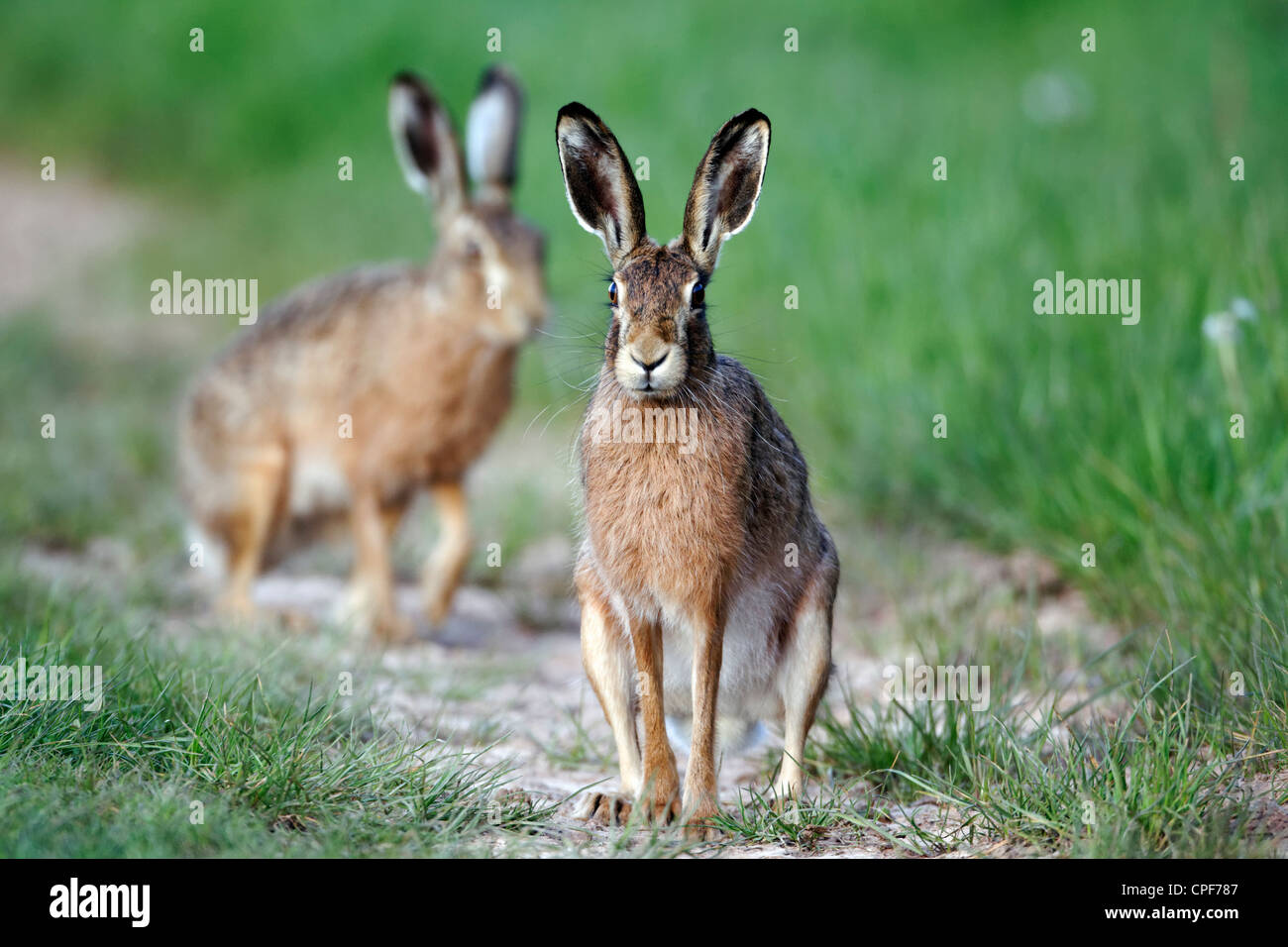 Braune Hasen, Lepus Europaeus, zwei Säugetiere auf dem Rasen, Warwickshire, Mai 2012 Stockfoto