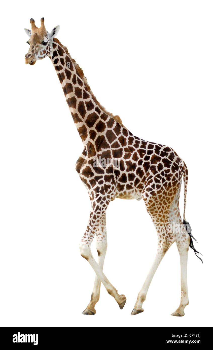 Der Profil-Giraffe (Giraffa Plancius) zu Fuß auf weißen Hintergrund isoliert Stockfoto