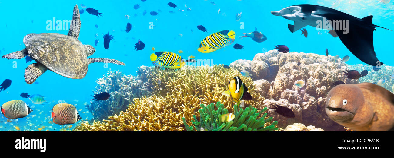 Unterwasser Panorama mit Schildkröte, Korallenriff und Fische Stockfoto