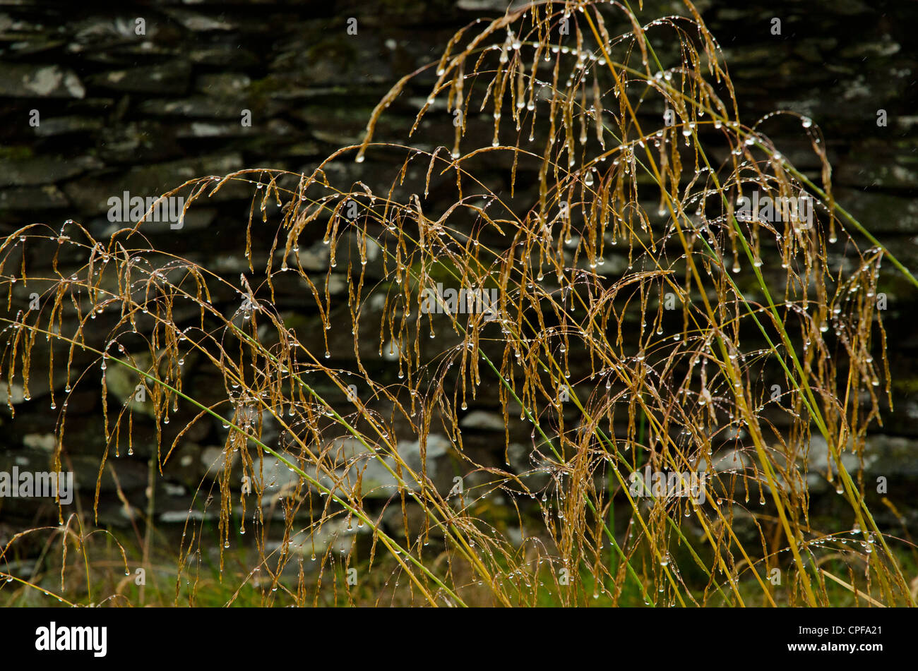 Gräser und Trockenmauer im Regen auf Claife Heights Lake District Stockfoto