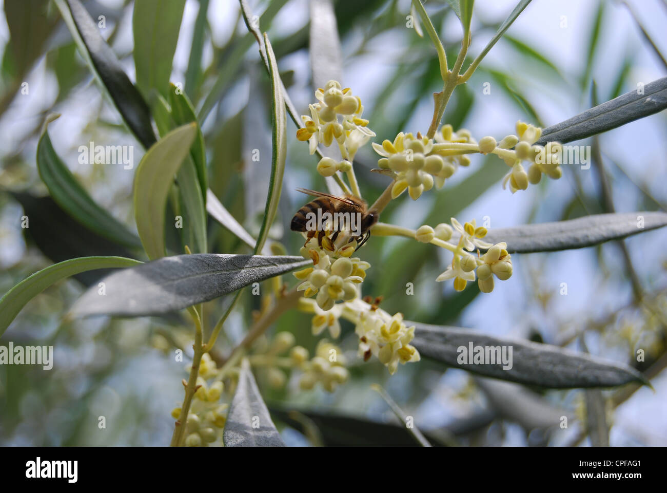 Biene & Olive Tree blossom Stockfoto