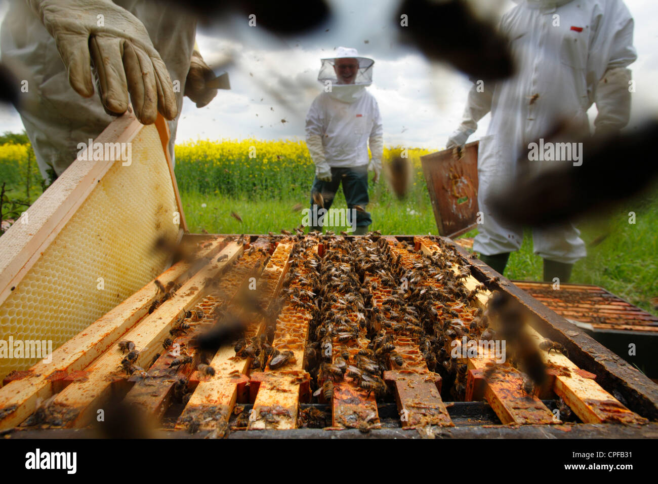 Professionelle Imkerei. Imker, die Bienenstöcke der westlichen Honigbiene (Apis Mellifera) für Weiselzellen zu prüfen. Stockfoto