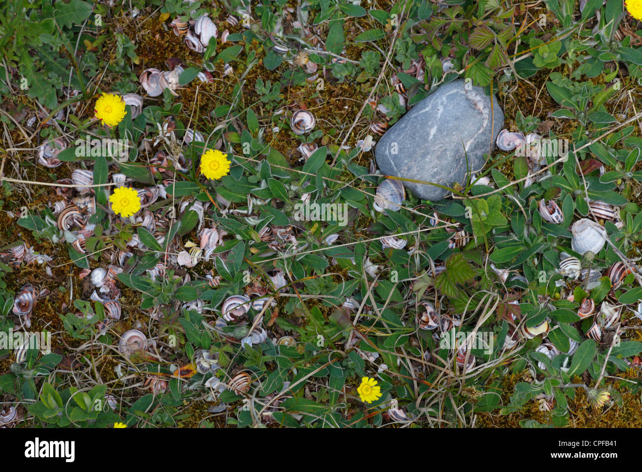 Reste der gebändert (Bänderschnecken SP.) Schneckenhäuser um eine Singdrossel (Turdus Philomelos) Amboss. Oxwich National Nature Reserve. Stockfoto