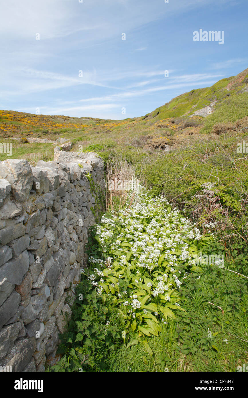 Bärlauch oder Bärlauch (Allium Ursinum) Blüte hinter einer Steinmauer. Die Gower, Wales. Stockfoto
