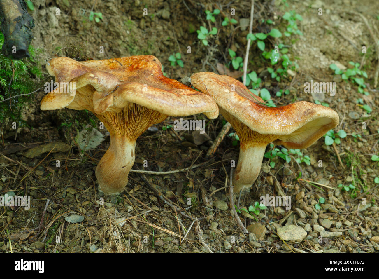 Braun Rollrim Pilze (Paxillus Involutus). Powys, Wales. Stockfoto