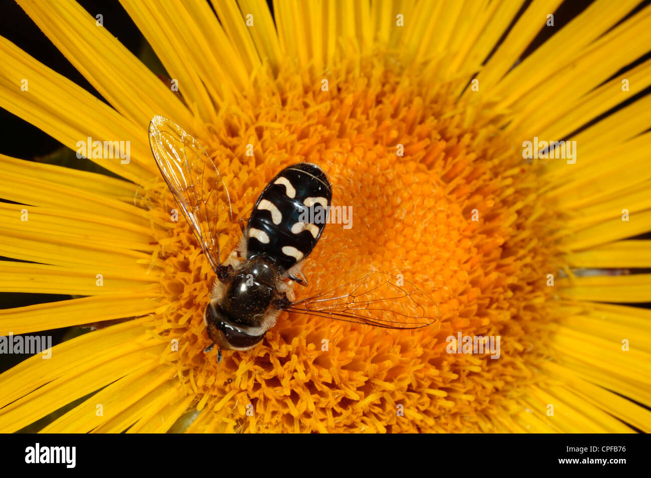 Hoverfly Scaeva Pyrastri weiblich Fütterung auf eine Inula Blume in einem Garten. Powys, Wales. Stockfoto