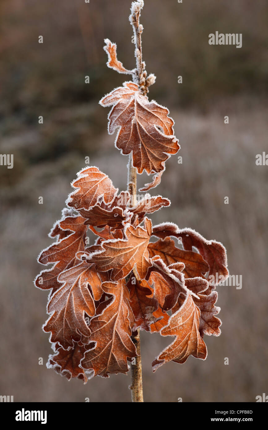 Frost auf einbehaltene Blätter von einem jungen Traubeneiche (Quercus Petraea). Powys, Wales. Januar. Stockfoto