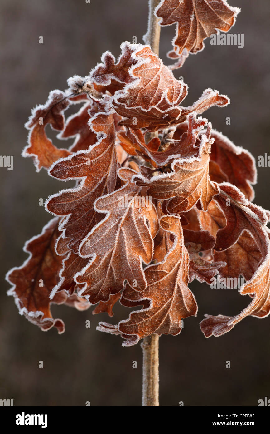 Frost auf einbehaltene Blätter von einem jungen Traubeneiche (Quercus Petraea). Powys, Wales. Januar. Stockfoto