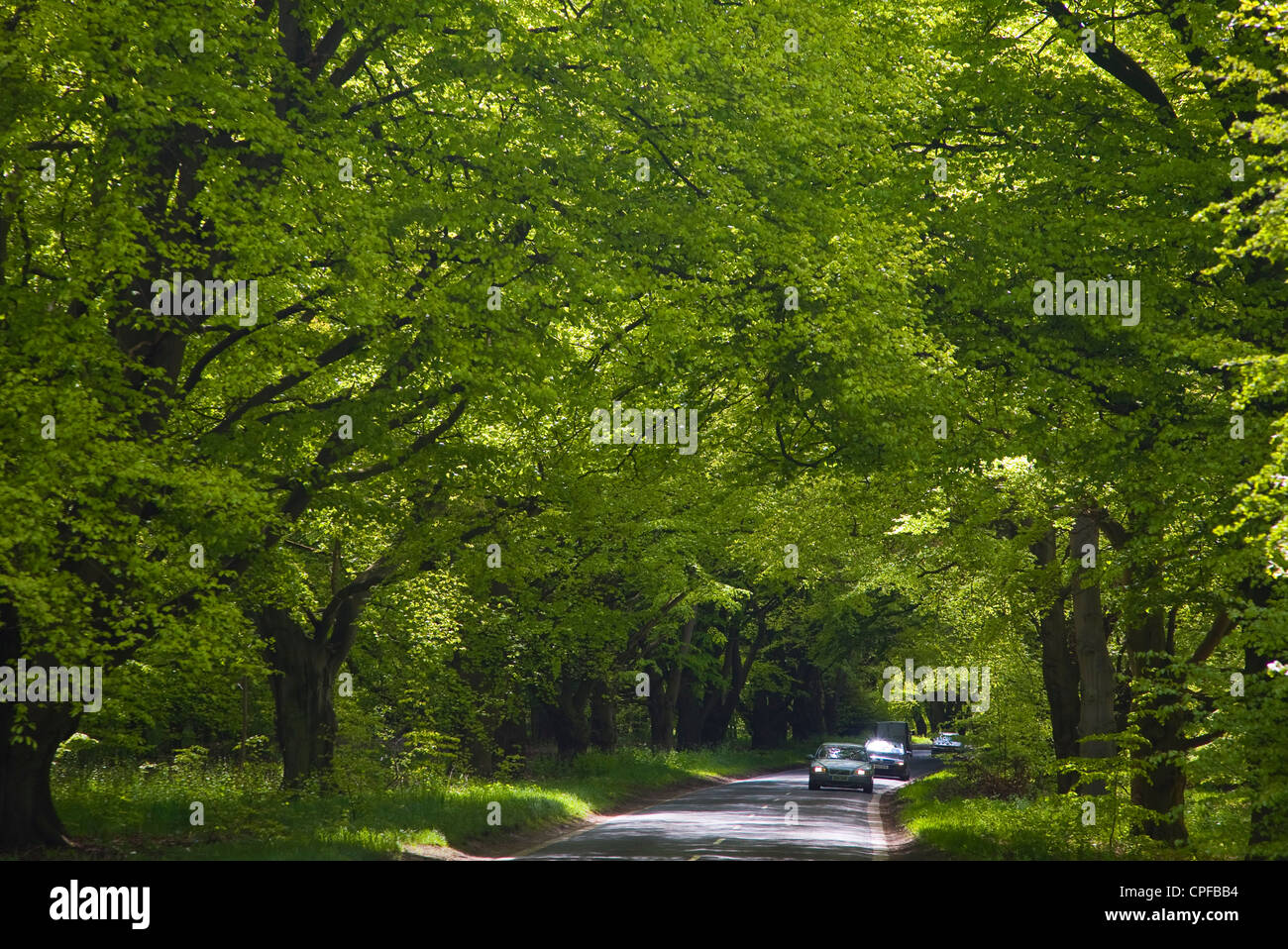 Autos fahren durch Thetford Forest, Thetford, Norfolk, England Stockfoto