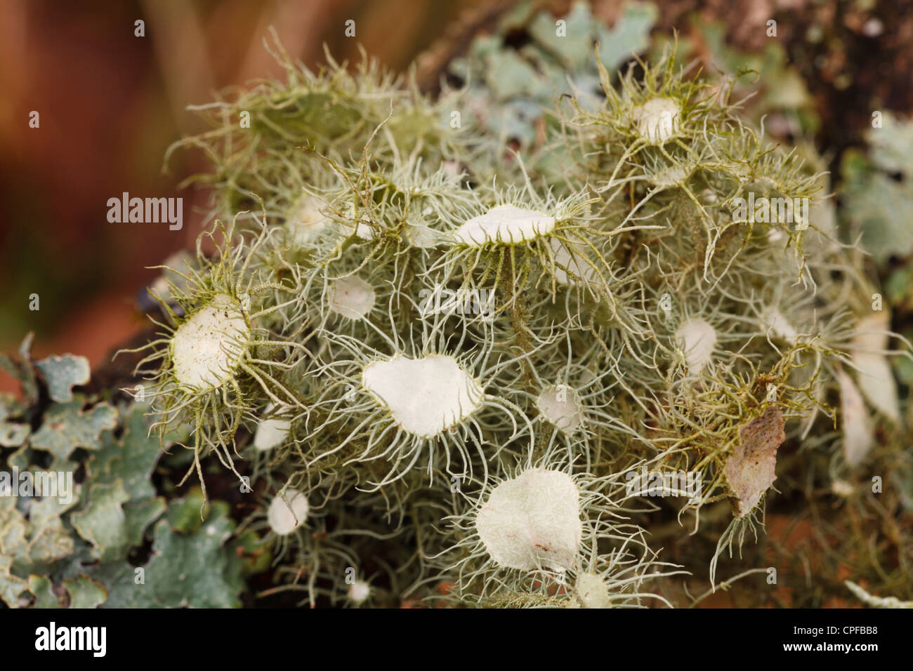 Hexen Whiskers Flechten (Usnea Florida) auf einer Eiche Zweig wachsen. Powys, Wales. Februar. Stockfoto