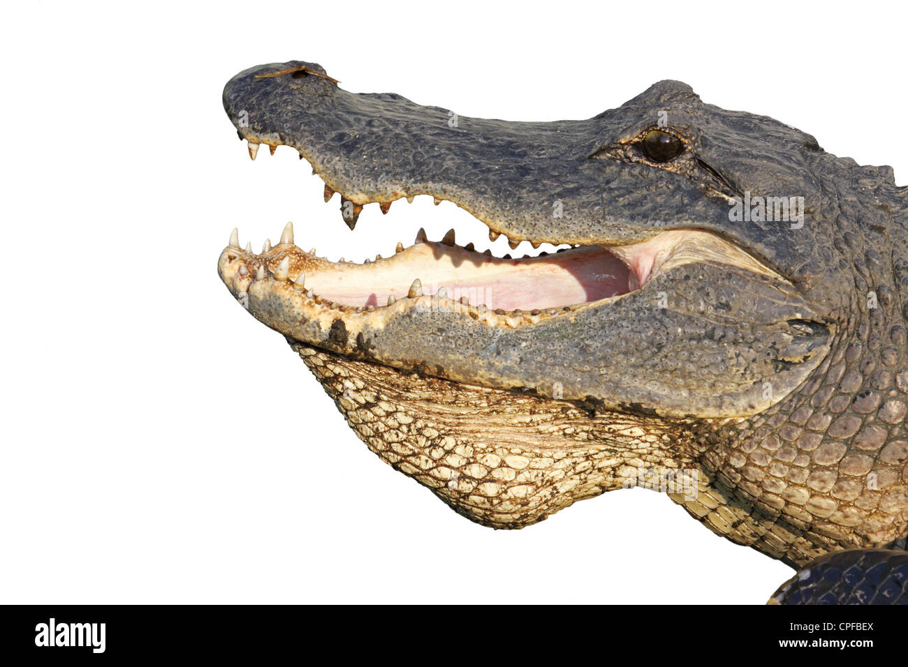 Offenem Mund ein amerikanischer Alligator (Alligator Mississippiensis) isoliert gegen weiß Stockfoto