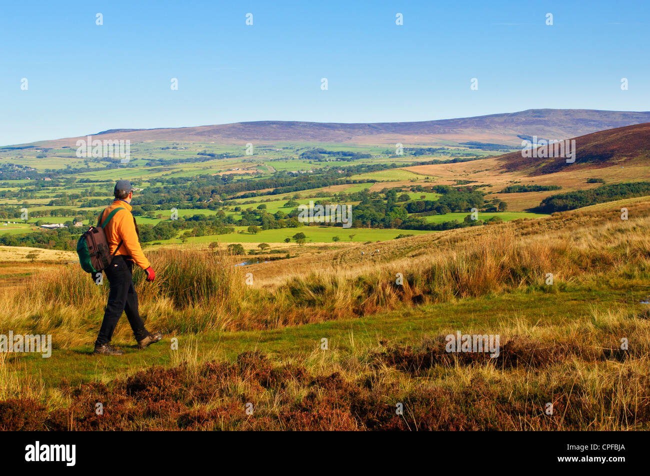 Mann zu Fuß auf Nicky Nook in der Nähe von Scorton Lancashire England am Rande der Bowland fells Stockfoto