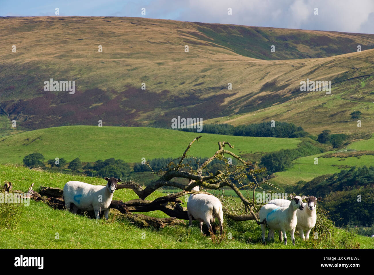 Schafe in der Nähe von Chipping in den Wald von Bowland, Lancashire, England, Sattel fiel auf Stockfoto