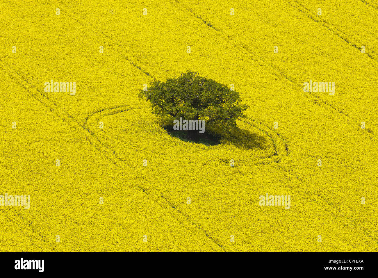 Raps-Feld aus der Luft, mit einzelnen Baum in der Mitte des Feldes Stockfoto