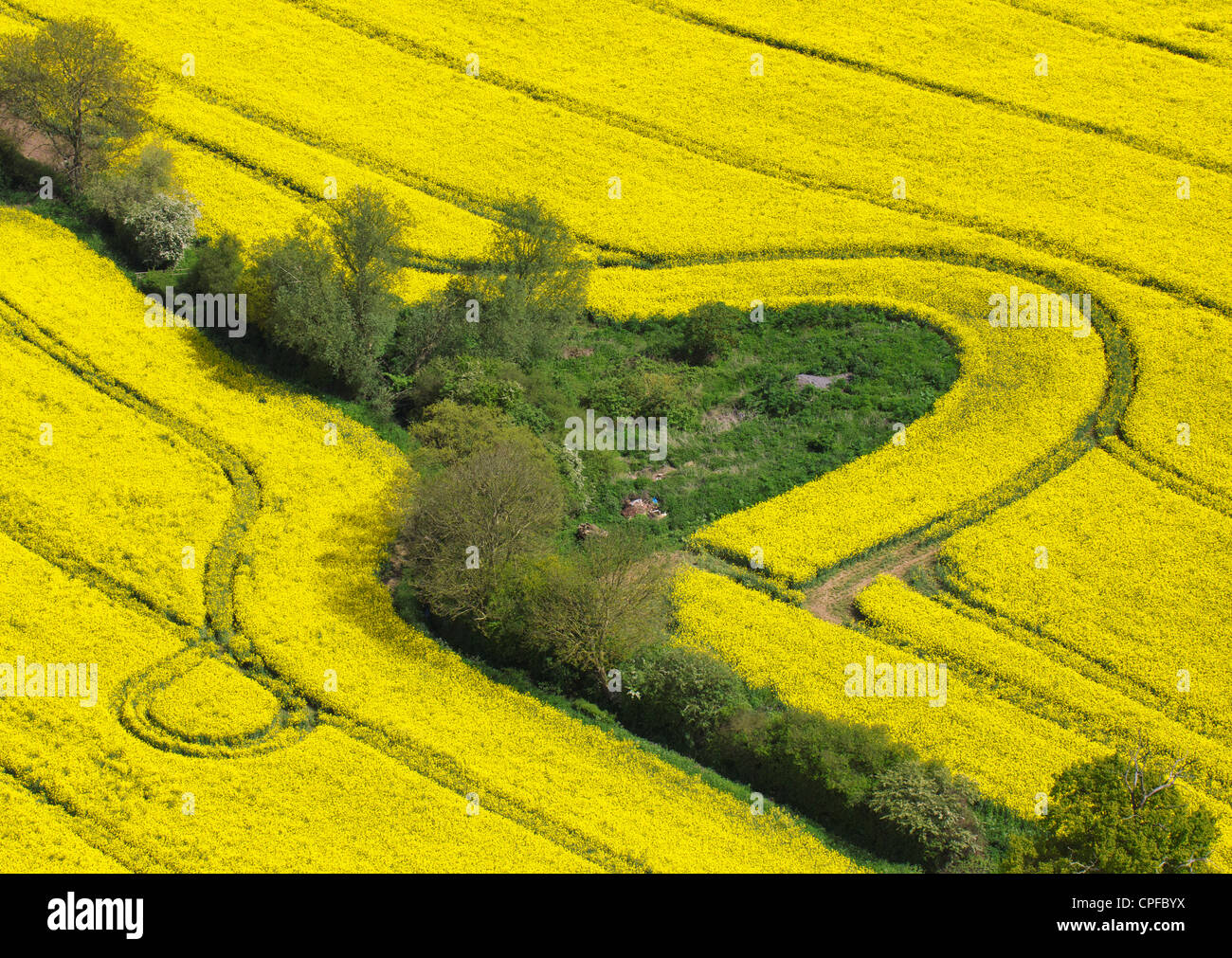 Raps-Feld aus der Luft Stockfoto