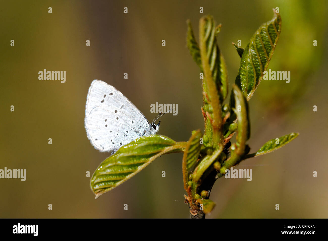 Holly Blue Butterfly, Vorbereitung zur Eiablage auf Erle Baum Stockfoto