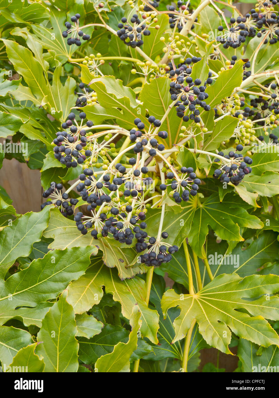 Obst und Beeren auf einem Fatsia Japonica (Fatsi) oder japanische Aralia Japonica gewachsen als ein Garten Zierstrauch in England Stockfoto