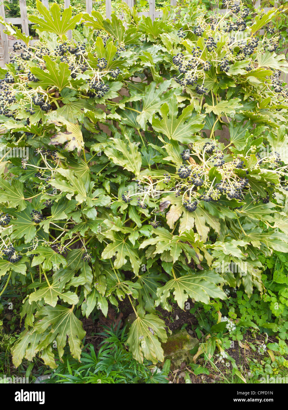 Fatsia Japonica (Fatsi) oder japanische Aralia Japonica angebaut als dekorative Garten Strauch in England mit Früchten Beeren im Frühjahr Stockfoto
