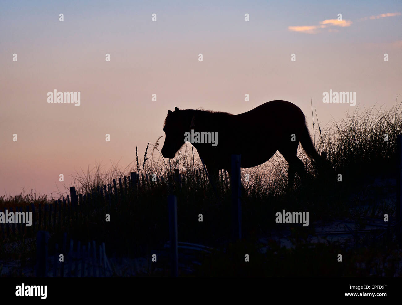 Wilder spanischer Mustang auf Düne, Outer Banks, North Carolina, USA Stockfoto
