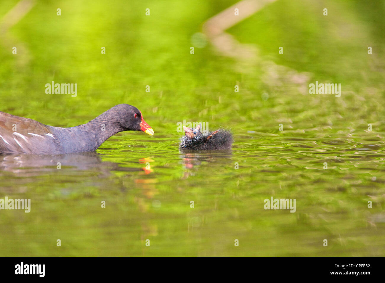 Teichhühner (Gallinula Chloropus), Fütterung des Squab oder Küken Stockfoto