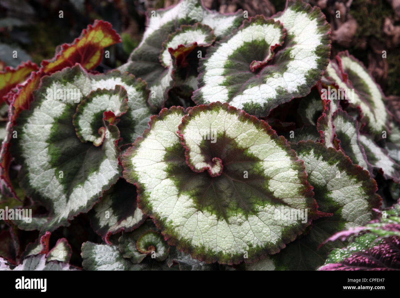 Begonie Escargot RHS Chelsea Flower Show 2012; Enterprise-Pflanzen Stockfoto