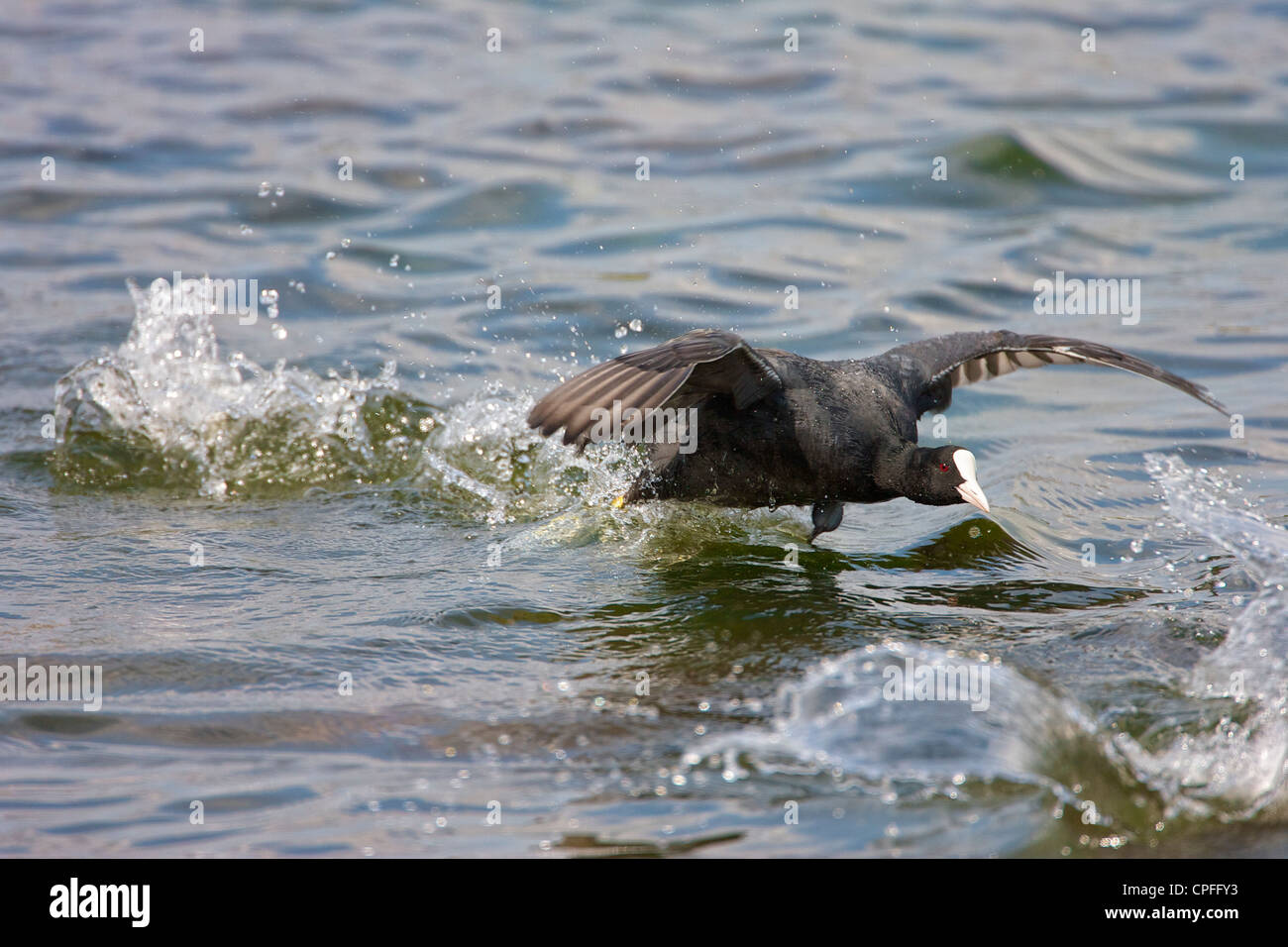 Männliche Blässhuhn (Fulica Atra) mehrere Eindringlinge aus dem Revier zu jagen. Stockfoto