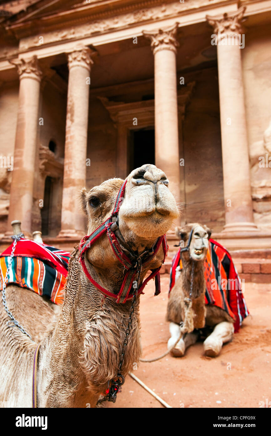 Kamele, die Ruhe von The Treasury (Al-Khazneh), Petra, Jordanien, Westasien Stockfoto