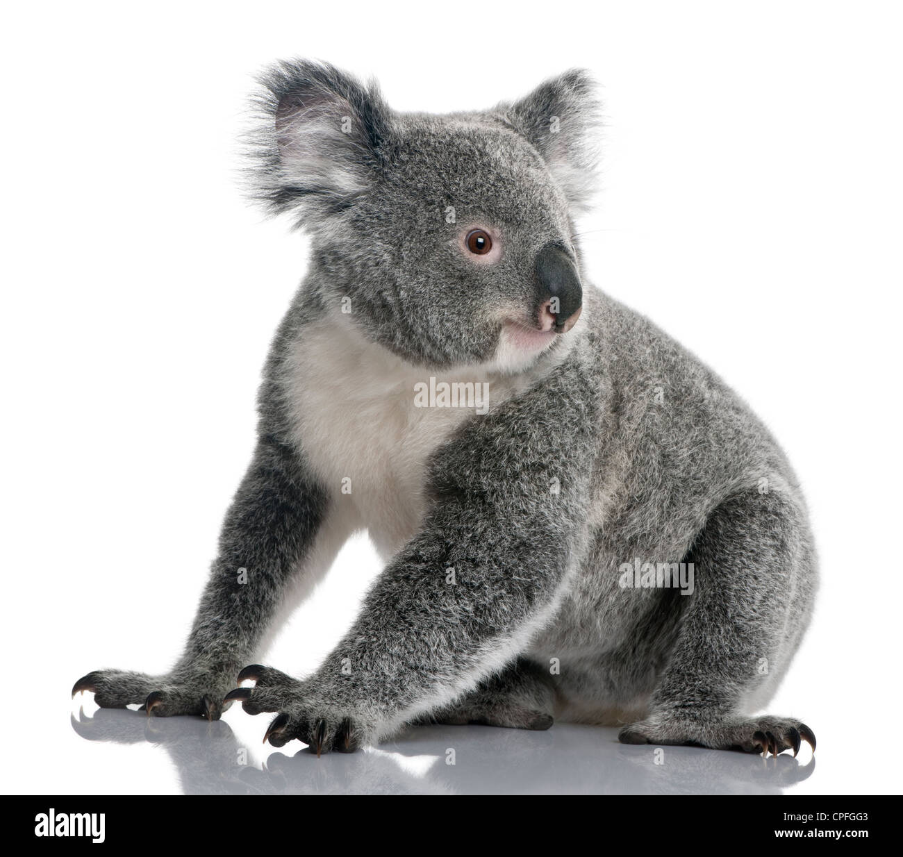 Junge Koala, Phascolarctos Cinereus, sitzt 14 Monate alt, vor weißem Hintergrund Stockfoto