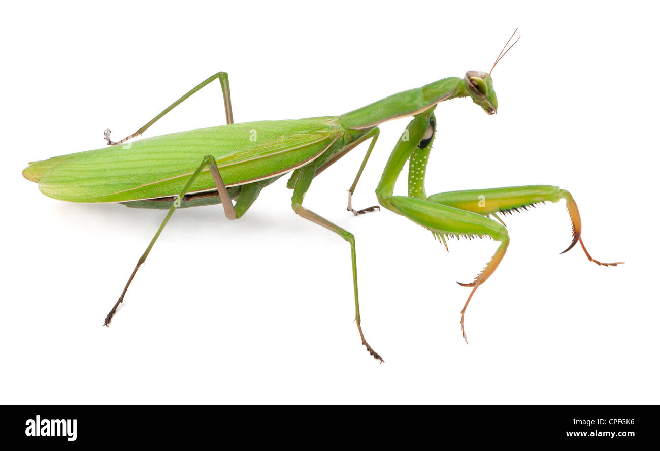 Weibliche Europäische Gottesanbeterin oder Gottesanbeterin, Mantis Religiosa, vor weißem Hintergrund Stockfoto