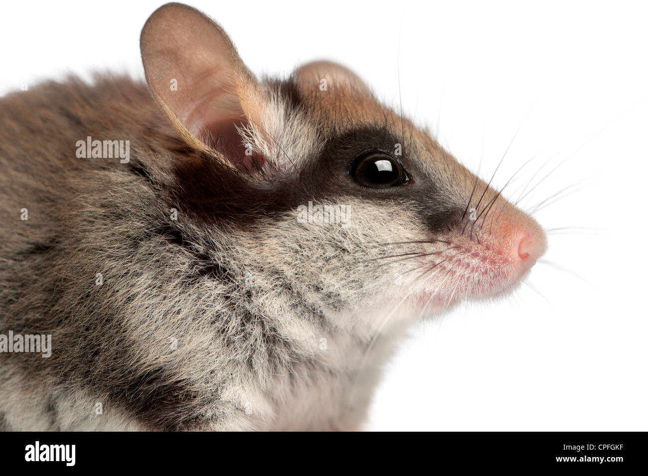 Garten Siebenschläfer, Eliomys Quercinus, 2 Monate alt, Profil vor weißem Hintergrund Stockfoto