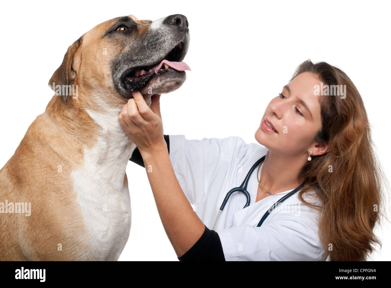Tierarzt untersucht ein Mischlingshund vor weißem Hintergrund Stockfoto