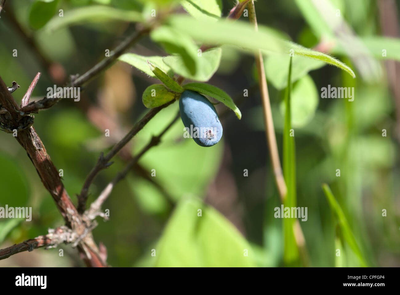 Lonicera Kamtschatica honigbeere Stockfoto