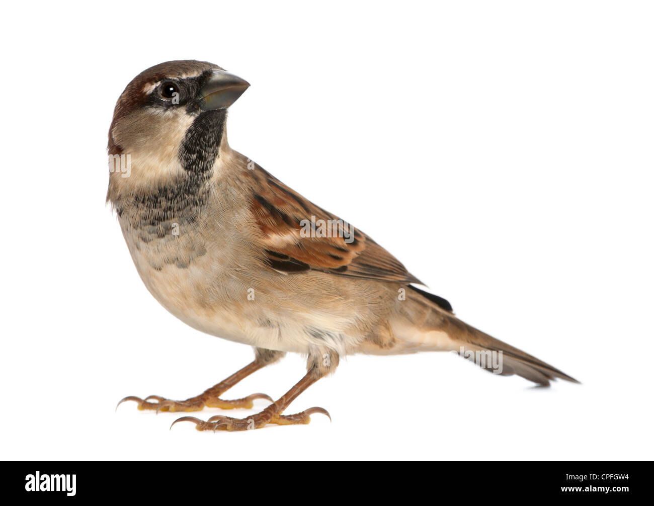 Männlicher Haussperling, Passer Domesticus, 5 Monate alt, vor weißem Hintergrund Stockfoto