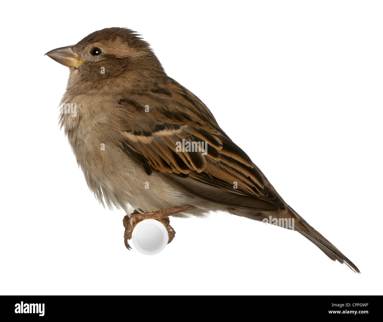 Weiblicher Haussperling, Passer Domesticus, 5 Monate alt, hocken vor weißem Hintergrund Stockfoto