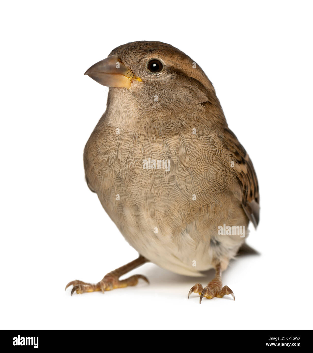 Weiblicher Haussperling, Passer Domesticus, 5 Monate alt, vor weißem Hintergrund Stockfoto