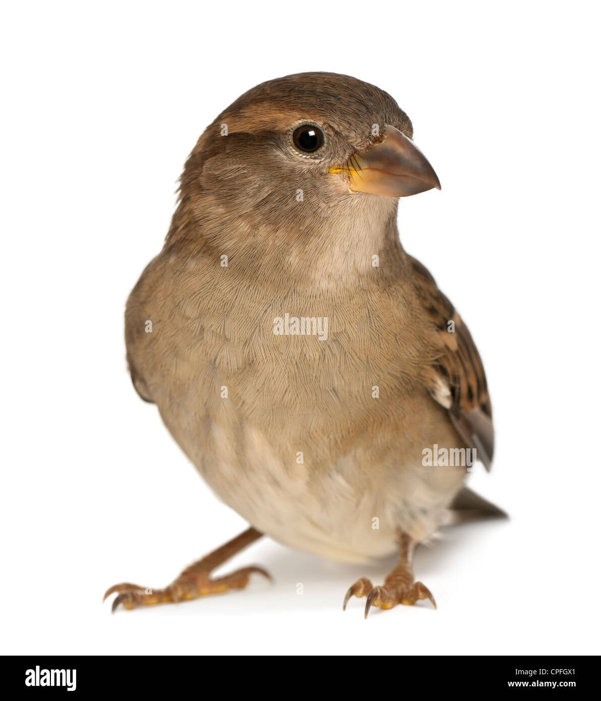 Weiblicher Haussperling, Passer Domesticus, 5 Monate alt, vor weißem Hintergrund Stockfoto